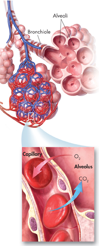A diagram of the bronchioles and alveoli. The illustration shows oxygen diffusing from the capillaries into the alveolus and carbon dioxide diffusing from the alveolus to the capillaries.
