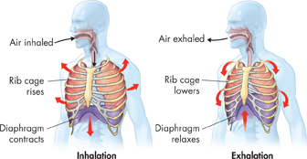 Illustrations of inhalation and exhalation.