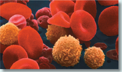 A micrograph showing red blood cells, white blood cells and platelets.