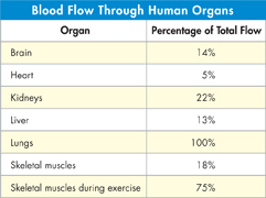 A table indicating blood flow through human organs.