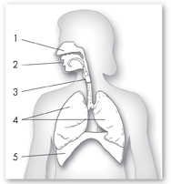 A diagram of respiratory system labeled one, two, three, four and five.