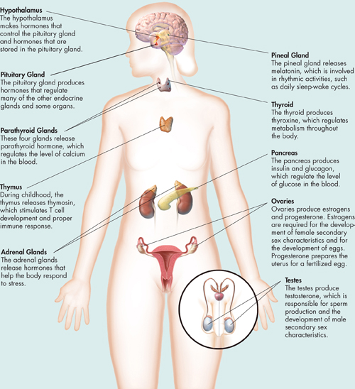 A picture showing major endocrine glands in the body.