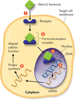 A diagram showing the action of steroid hormones in the cell.