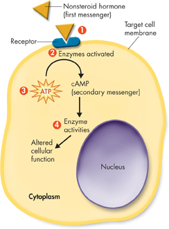 A diagram showing the action of nonsteroid hormones in the cell.