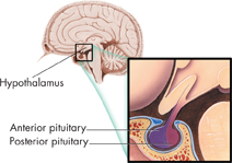 A diagram of the brain showing the hypothalamus. Below it is an enlarged picture of the pituitary gland which shows the anterior and posterior pituitary.