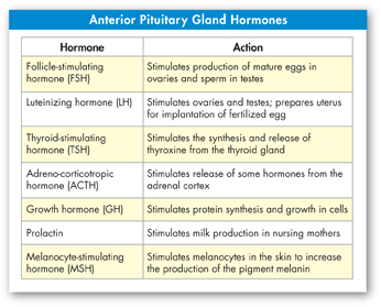 A table showing the hormones released by anterior pituitary and their action.