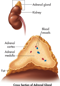 A diagram of the kidney and the adrenal gland. Below it, is a cross sectional view of the adrenal gland, showing the  adrenal cortex,  adrenal medulla, fat, and blood vessels.