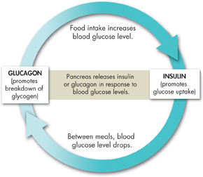 A representation of insulin and glucagon feedback loop.
