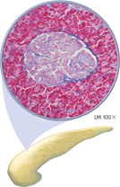 A photograph of the pancreas and a micrograph of pancreatic cells is shown.