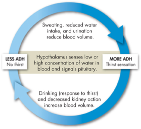 A representation of water balance mechanism in the body.