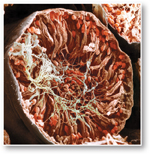 A micrograph indicating the cross section of a tiny seminiferous tubule that contains developing sperms.