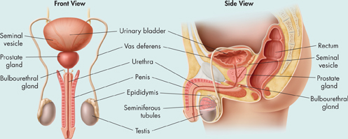 On the left, a picture showing the front view of male reproductive system. On the right, a picture showing the side view of male reproductive system.