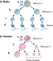 An illustration explaining the formation of gametes.