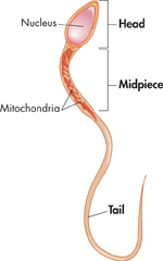 A diagram of a sperm. Its parts include the head, midpiece, tail, nucleus, and mitochondria.