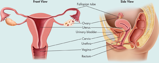 On the left, a picture indicating the front view of female reproductive system. On the right, a picture indicating the side view of female reproductive system.