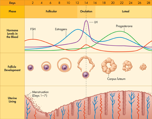 A representation of summary of menstrual cycle.