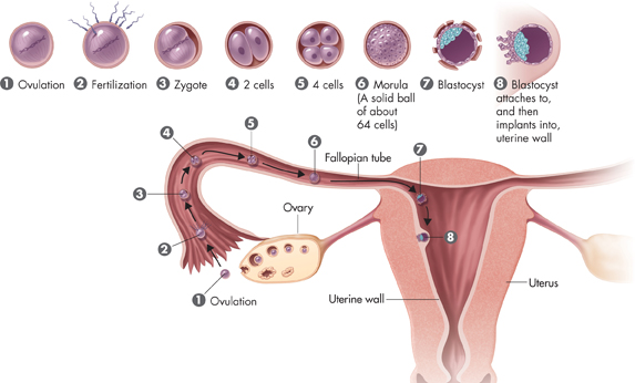 A picture demonstrating fertilization and implantation.
