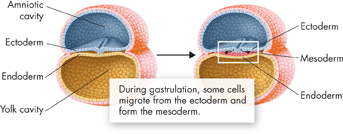 Two diagrams indicating gastrulation.