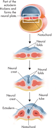 A series of diagram connected by arrows one below the other explaining neurulation.