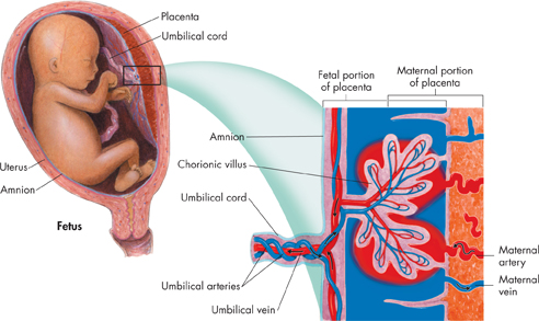 A picture indicating the fetus in the womb. To its right, a section of the placenta is enlarged to show its structural components.