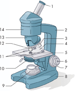 The parts of microscope labeled from 1 to 14.