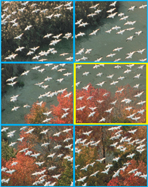 A picture of birds flying is divided into 6 equal parts. 1 out of the 6 part is highlighted.