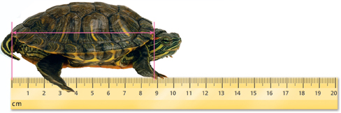 The length of turtle's shell is 8.8 centimeters.