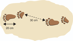An illustration shows footprints where the distance between two footprints is given as 30 centimeters and length of a footprint is 20 centimeters.