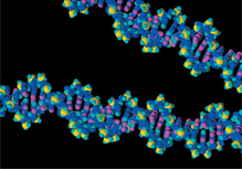 An illustration shows three-dimensional view of a DNA molecule.