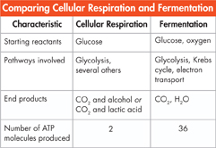 A sample Compare and Contrast table.