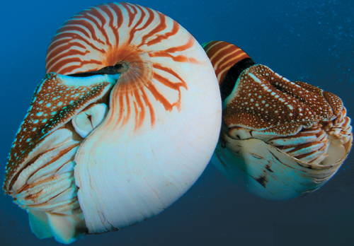 A chambered nautilus.