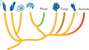 A cladogram for Protists with branches having classification: Plants, Fungi and Animals.