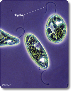 Bluish-green color Euglena gracilis with flagella.