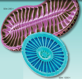 A micrograph of  purple and blue colored diatoms.