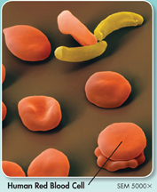 Human red blood cells.