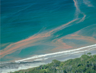 Red color toxic blooms floats over the sea.