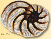 A spiral-shaped cell of Peneroplis pertusus.