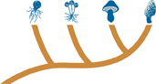 A cladogram of fungi kingdom with branches to present different classification.