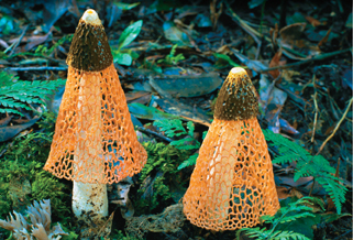 A net-like stinkhorn fungus.