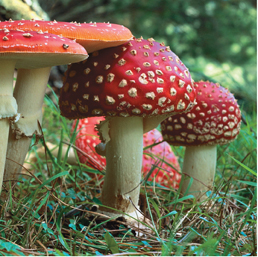 Red color Fly agaric.