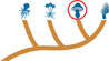 A cladogram of fungi kingdom with the icon of 'Basidiomycetes' highlighted.