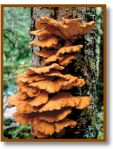 An orange color shelf fungi grows on the tree trunk.