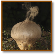 A puffball releases its spores.