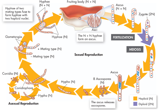 The ascomycete life cycle includes a sexual and an asexual phase.