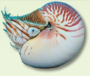 A chambered nautilus.