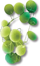 Chlamydomonas, a green color alga.