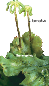 Moss gametophytes and sporophytes.