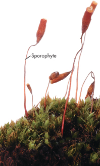 Mat of gametophytes with a long stem called 'Sporophyte'.