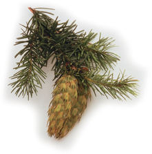 A conifer.