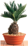 A Sago Palm.